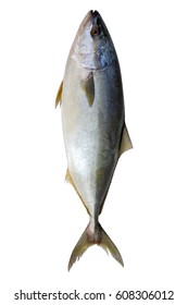 Tuna Fish Isolated On White