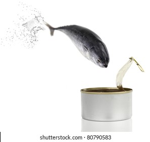  Tuna Fish Jumping Into The Can