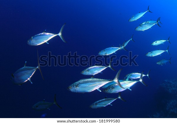Tuna Fish in\
Ocean