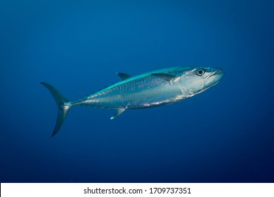 Tuna Fish Swimming In Open Ocean