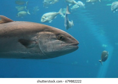 Tuna Fish Swimming Underwater Known As Bluefin Tuna, Atlantic Bluefin Tuna (Thunnus Thynnus) Ocean , Northern Bluefin Tuna, Giant Bluefin Or Tunny Stock, Photo, Photograph, Picture, Image