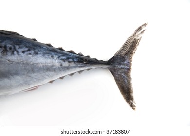 Tuna Fish Tail