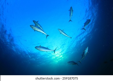 Tuna Fish Underwater