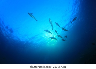 Tuna Fish Underwater