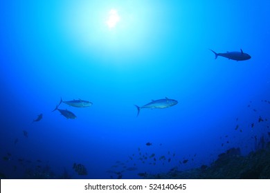 Tuna Fish Underwater