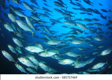 Tuna Fish Underwater