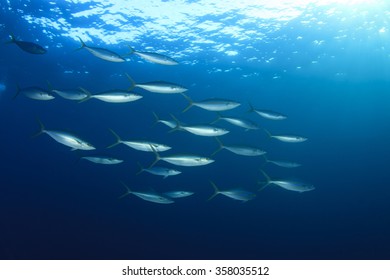 Tuna Fish Underwater Live Ocean