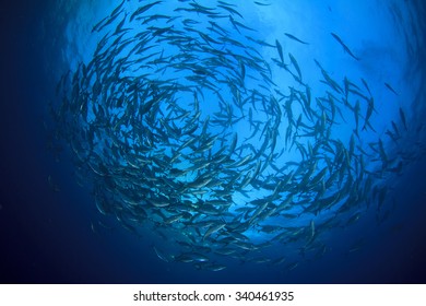 Tuna Fish Underwater In Ocean