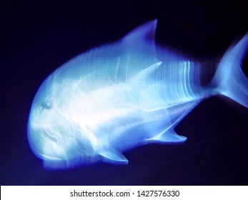 Tuna Fish Vision A-la Xray