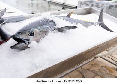 tuna in ice on market
