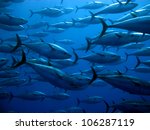 Tuna in the Mediterranean Seas