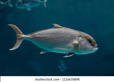 Tuna (Thunnus), Mediterranean Sea