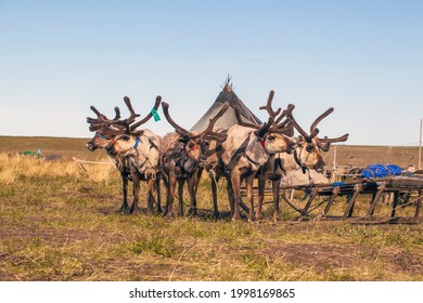 Tundra, The Extreme North, The Extreme North, Reindeer In Tundra, Deer Harness With Reindeer.