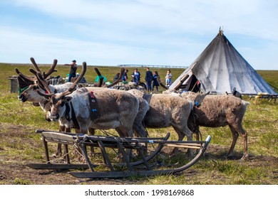 Tundra, The Extreme North, The Extreme North, Reindeer In Tundra, Deer Harness With Reindeer.