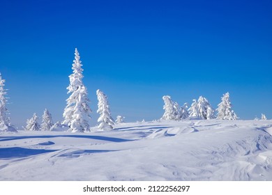 Tundra Icy Trees After Strong Wind And Frost Against Blue Sky, Snow Storm.