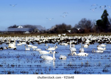 Tundra Swans