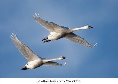 Tundra Swans In Flight.