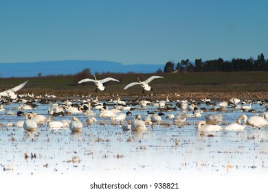 Tundra Swans Flying