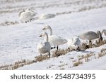 Tundra swans in the winter rice field with snow.