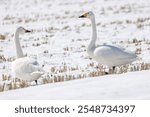 Tundra swans in the winter rice field with snow.