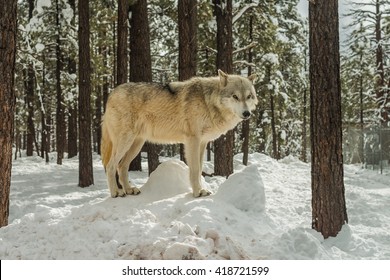 
Tundra Wolf