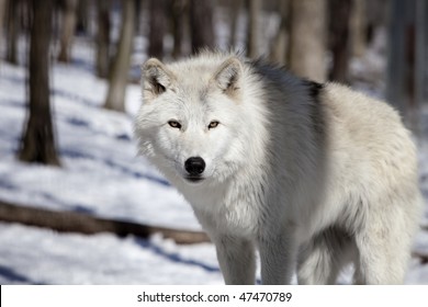 Tundra Wolf