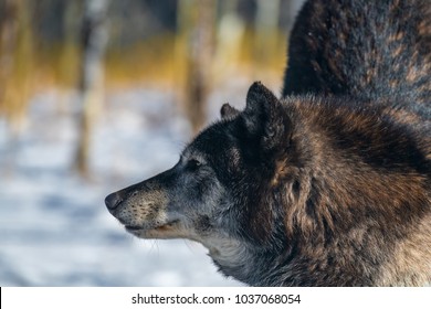 A Tundra Wolf Profile Shot