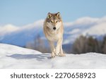 Tundra Wolf walking in the winter snow with the Rocky mountains in the background