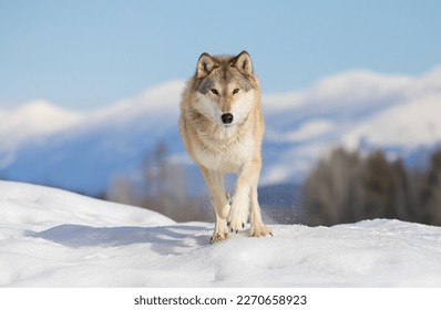 Tundra Wolf walking in the winter snow with the Rocky mountains in the background - Powered by Shutterstock