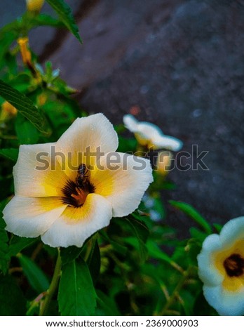 Tunetra atw flowers are often called 9 o'clock flowers, which grow in Tagulandang Harbor Zdjęcia stock © 