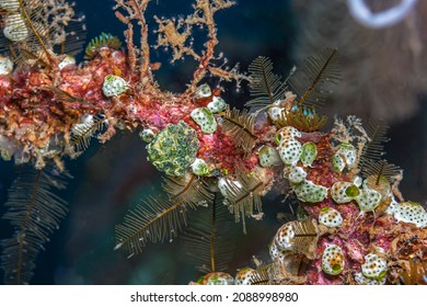  Tunicate Is A Marine Invertebrate Animal, A Member Of The Subphylum Tunicata Tjuːnɪˈkeɪtə. It Is Part Of The Chordata, A Phylum 