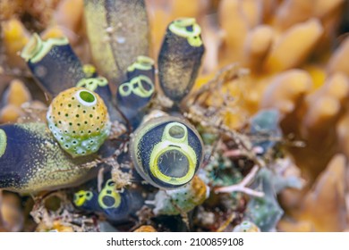  Tunicate Is A Marine Invertebrate Animal, A Member Of The Subphylum Tunicata ,tjuːnɪˈkeɪtə. It Is Part Of The Chordata, 