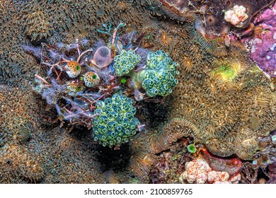  Tunicate Is A Marine Invertebrate Animal, A Member Of The Subphylum Tunicata ,tjuːnɪˈkeɪtə. It Is Part Of The Chordata, 