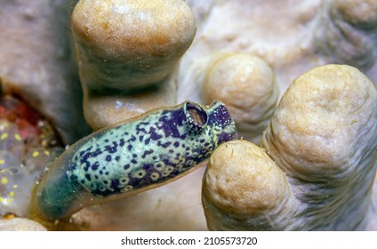 Tunicate Is A Marine Invertebrate Animal, A Member Of The Subphylum Tunicata . It Is Part Of The Chordata