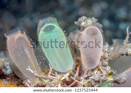 tunicate is a marine invertebrate animal, a member of the subphylum Tunicata, which is part of the Chordata, 