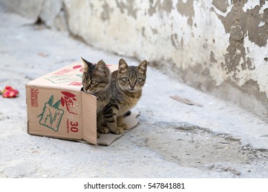 Tunis, Tunisia - December 28, 2016: Cute Homeless Cats In The Streets Of The Old Souq In Tunis.