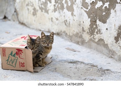 Tunis, Tunisia - December 28, 2016: Cute Homeless Cats In The Streets Of The Old Souq In Tunis.