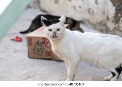 Tunis, Tunisia - December 28, 2016: Cute Homeless Cat In The Streets Of The Old Souq In Tunis.