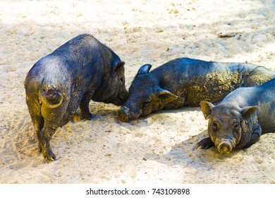 Tunisia. Sahara Desert. Boar