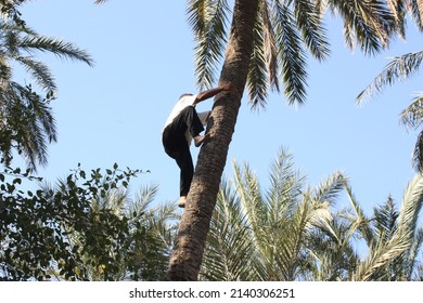 Tunisian Man Climbing Coconut Tree
