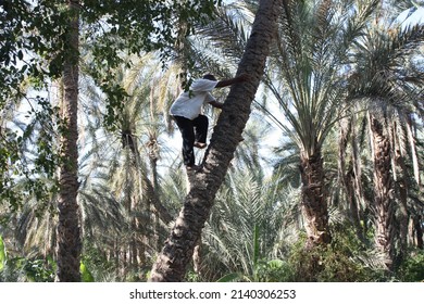 Tunisian Man Climbing Coconut Tree
