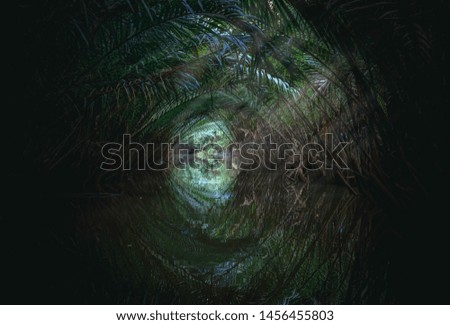 Similar – Image, Stock Photo Quo vadis? Forest