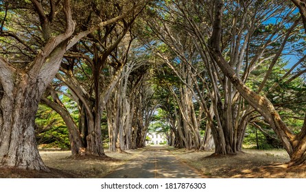 Tunnel Between Cypress Trees, Point Reyes, California. Beautiful places concept