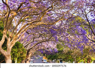 Tunnel Of Jacaranda Trees Branches And Leaves In Full Bloom - Sydney Residential Street.