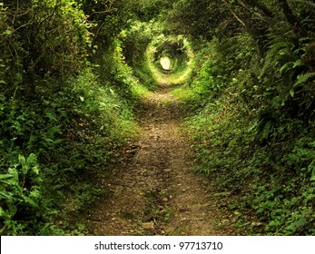 Camino de túnel cubierto de arbustos y árboles con luz al final