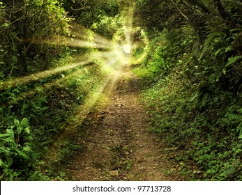 Tunnel -like path covered with bushes and trees with light at the end