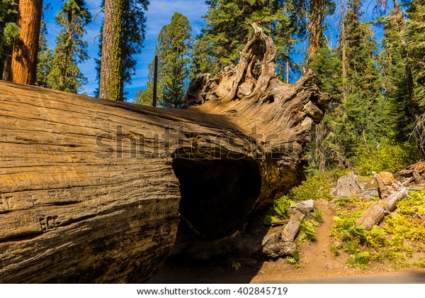 Tunnel Log Giant Forest California Usa Stock Photo Edit Now