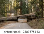 Tunnel Log - A quiet sunny Spring evening at Tunnel Log, Sequoia and Kings Canyon National Park, California, USA.