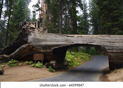 Tunnel Log at Sequoia National Park in California.