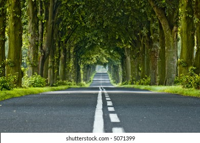 Tunnel made from trees growing above the road